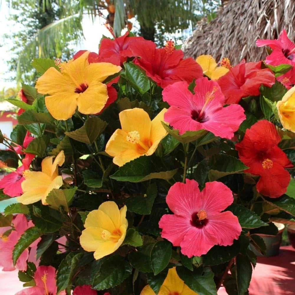 MultiColour Hibiscus Flower seeds for Planting Hardy Variety Heirloom & GMO Free Seeds for Home Garden
 
 Sale
