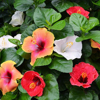 Mixed Hibiscus Flower Seeds for Planting Vibrant Colors Heirloom & GMO Free Seeds for Home Garden
 
 Sale