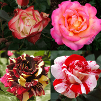 Mix Dragon Rose Flower seeds for Planting - Cottage Garden Essential, Heirloom & GMO Free Seeds for Home Garden