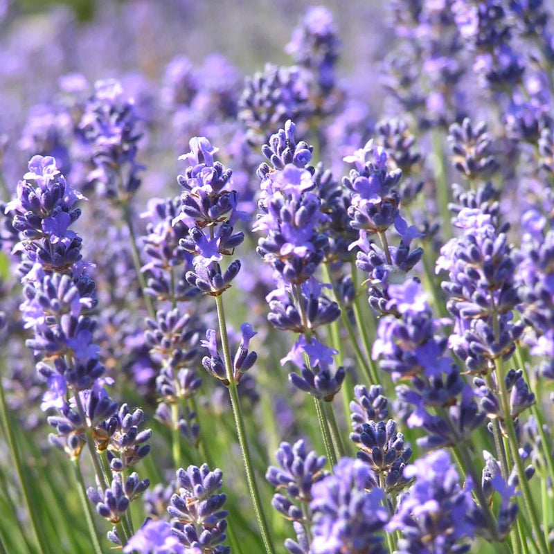 Fragrant Lavender Seeds for Planting Beautiful Flowers