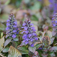 Ajuga Reptans Flower seeds for Planting Premium Quality Heirloom & GMO Free Seeds for Home Garden