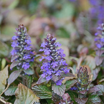 Ajuga Reptans Flower seeds for Planting Premium Quality Heirloom & GMO Free Seeds for Home Garden