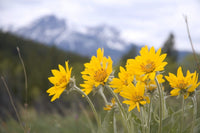 Arnica Montana Herb Seeds for Planting