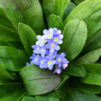 Myosotis Flower seeds for Planting Seasonal Bloomer Heirloom & GMO Free Seeds for Home Garden