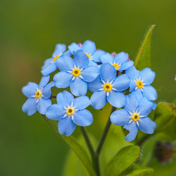 Blue Myosotis Alpestris Flower seeds for Planting - Cut Flower Favorite, Heirloom & GMO Free Seeds for Home Garden