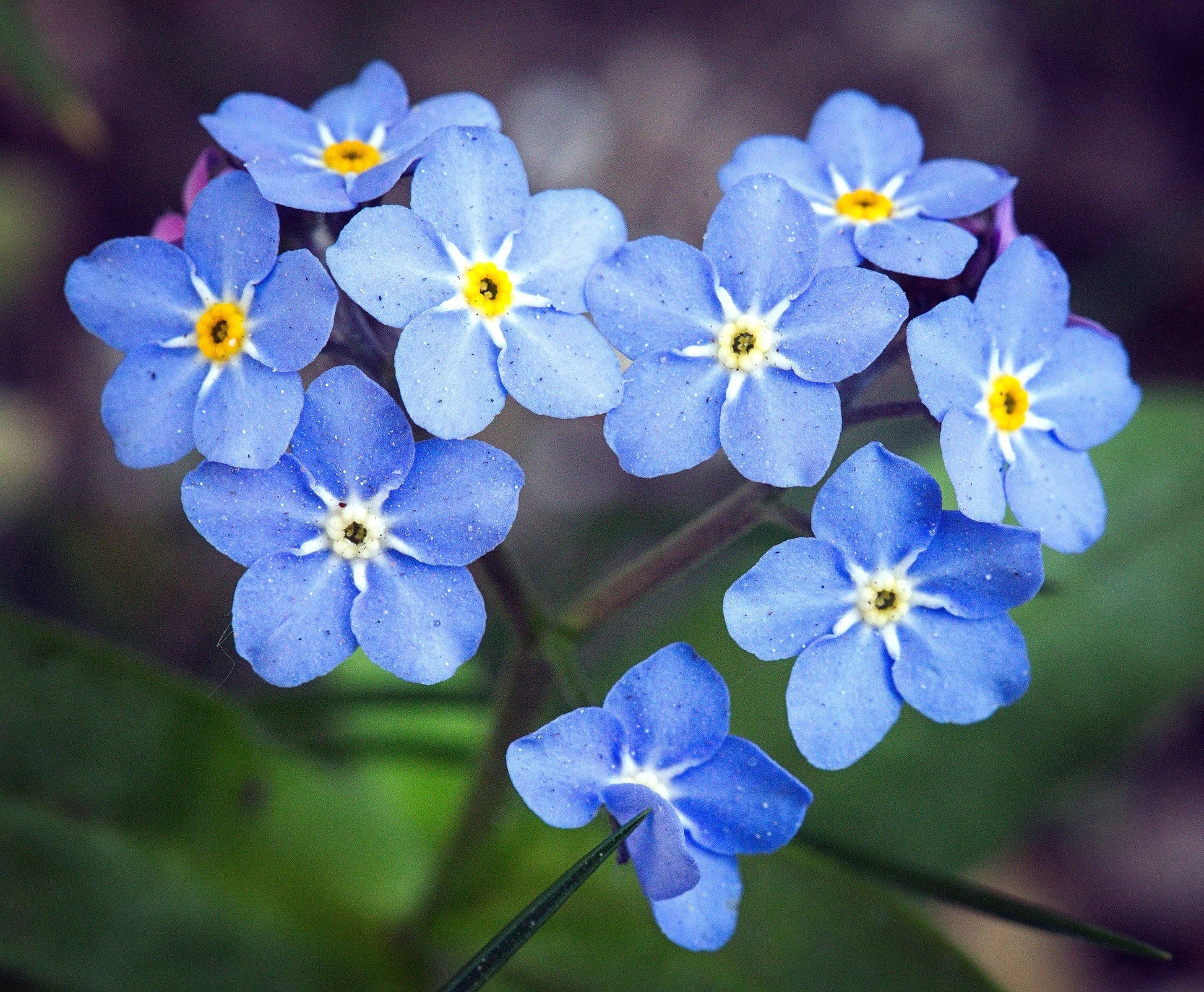 Myosotis Blue Seeds for Planting