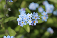 Myosotis Sylvia Flower seeds for Planting Premium Quality Heirloom & GMO Free Seeds for Home Garden