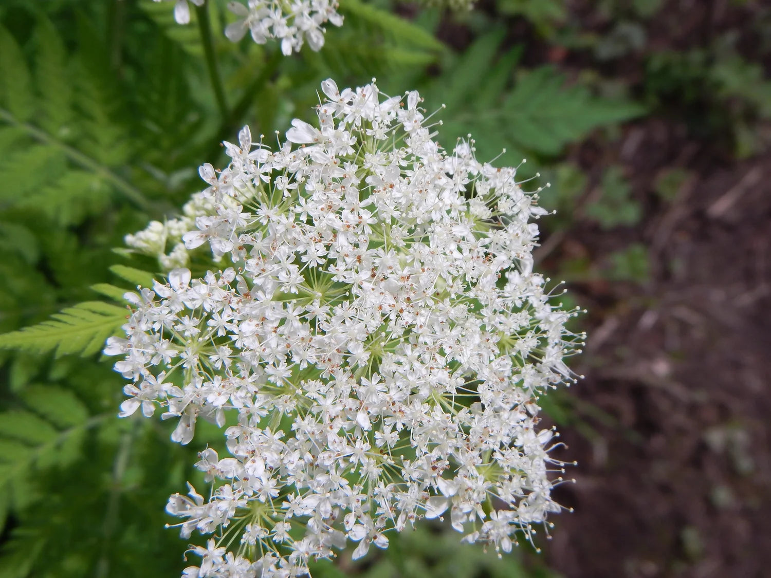 Myrrhis Odorata Flower seeds for Planting Seasonal Bloomer Heirloom & GMO Free Seeds for Home Garden