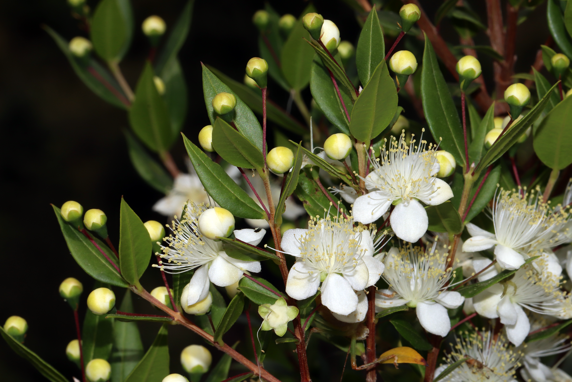 Myrtle Flower seeds for Planting - Fragrant Blossoms, Heirloom & GMO Free Seeds for Home Garden
