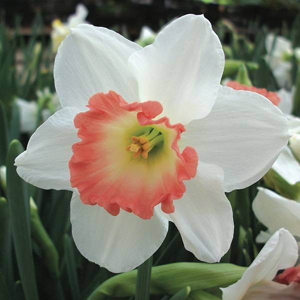 Pink Daffodils Flower seeds for Planting - Long Bloom Season, Heirloom & GMO Free Seeds for Home Garden