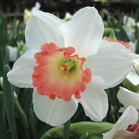 Pink Daffodils Flower seeds for Planting - Long Bloom Season, Heirloom & GMO Free Seeds for Home Garden