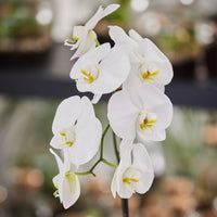 Gray Phalaenopsis Orchid Flower Seeds for Garden Seasonal Bloomer Heirloom & GMO Free Seeds for Home Garden
 
 Sale