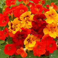Mixed Nasturtium Flower seeds for Planting Compact Growth Heirloom & GMO Free Seeds for Home Garden