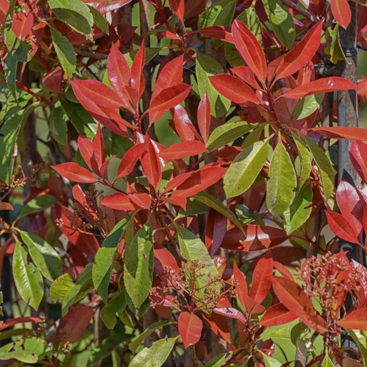 Red Tip Photinia Flower seeds for Planting - Bright Blooms, Heirloom & GMO Free Seeds for Home Garden