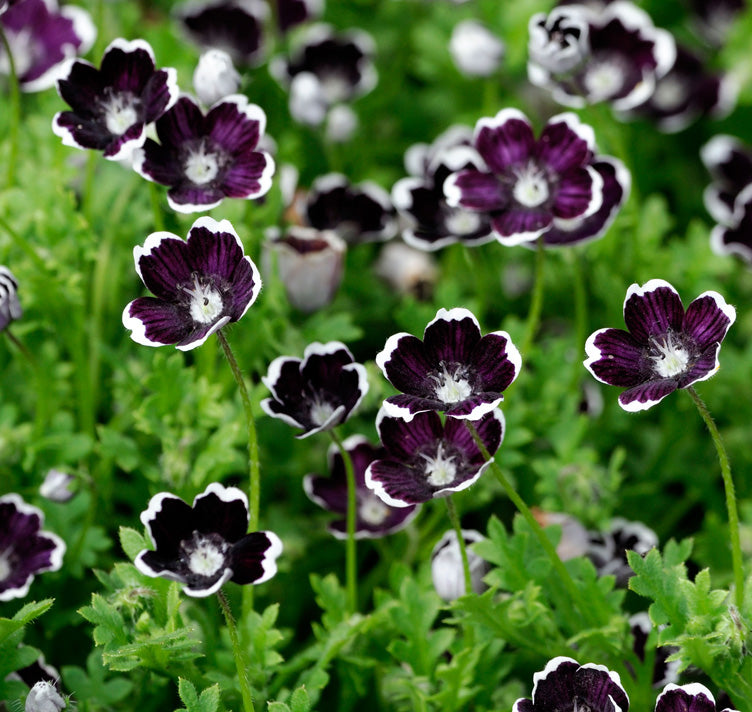 Black Menziesii Flower Seeds for Planting – Heirloom, Non-GMO, High Germination Border Garden Seeds
