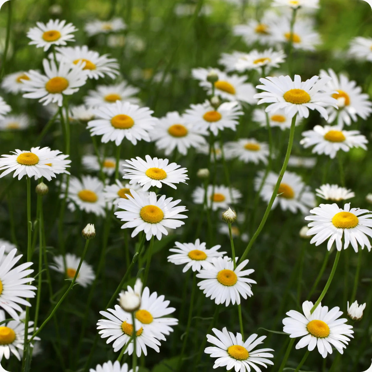 Leucanthemum Flower seeds for Planting - Vibrant Colors, Heirloom & GMO Free Seeds for Home Garden