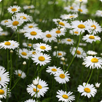 Leucanthemum Flower seeds for Planting - Vibrant Colors, Heirloom & GMO Free Seeds for Home Garden