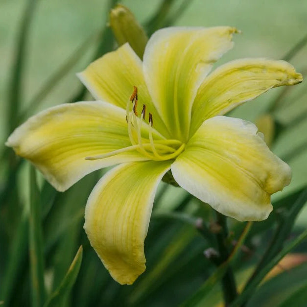 Light Green Hemerocallis Flower seeds for Planting - Cottage Garden Essential, Heirloom & GMO Free Seeds for Home Garden