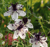 White Nigella African Flower seeds for Planting - Shade Tolerant, Heirloom & GMO Free Seeds for Home Garden