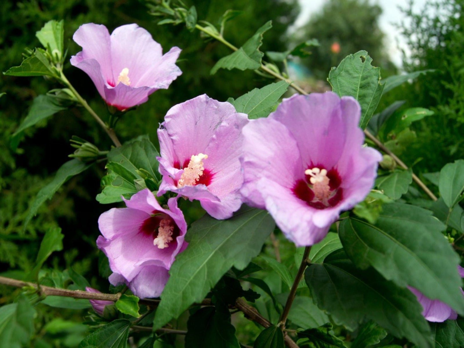 Rose of Sharon Hibiscus Seeds Flower seeds for Planting Low Maintenance Heirloom & GMO Free Seeds for Home Garden