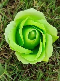 Green Rose Flower Seeds with Red Edge - Unique Garden Planting, Easy-to-Grow Perennial