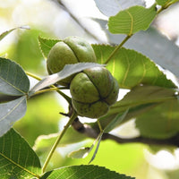 Kingnut Hickory Seeds - Carya laciniosa
