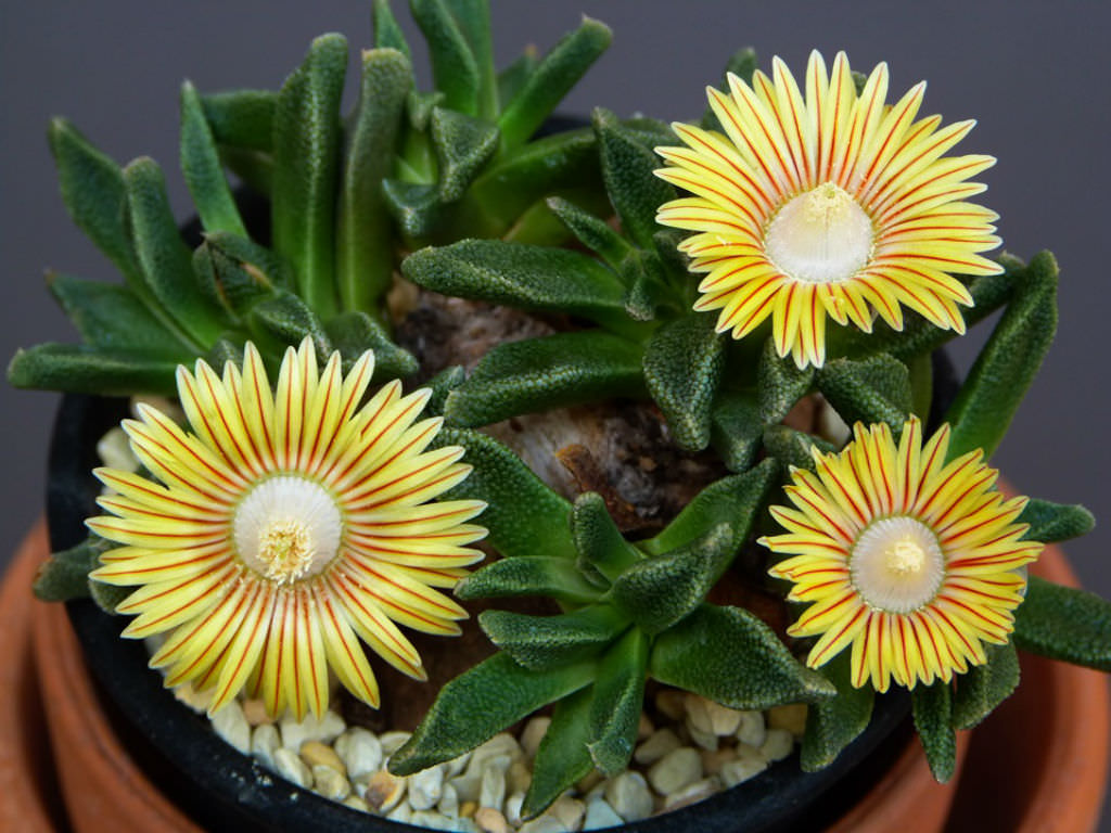 Yellow Nananthus Flower seeds for Planting Pollinator Friendly Heirloom & GMO Free Seeds for Home Garden
 
 Sale