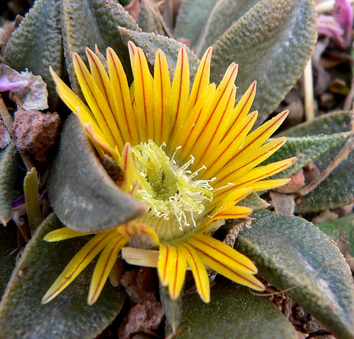 Yellow Nananthus Flower seeds for Planting Pollinator Friendly Heirloom & GMO Free Seeds for Home Garden
 
 Sale
