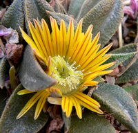 Yellow Nananthus Flower seeds for Planting Pollinator Friendly Heirloom & GMO Free Seeds for Home Garden
 
 Sale