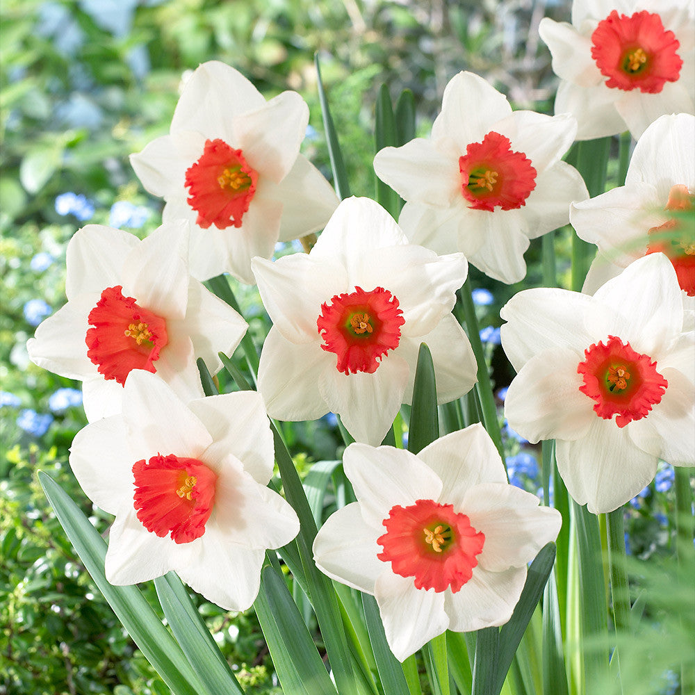 Red Daffodils Flower seeds for Planting Low Maintenance Heirloom & GMO Free Seeds for Home Garden 
 
 Sale