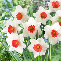 Red Daffodils Flower seeds for Planting Low Maintenance Heirloom & GMO Free Seeds for Home Garden 
 
 Sale