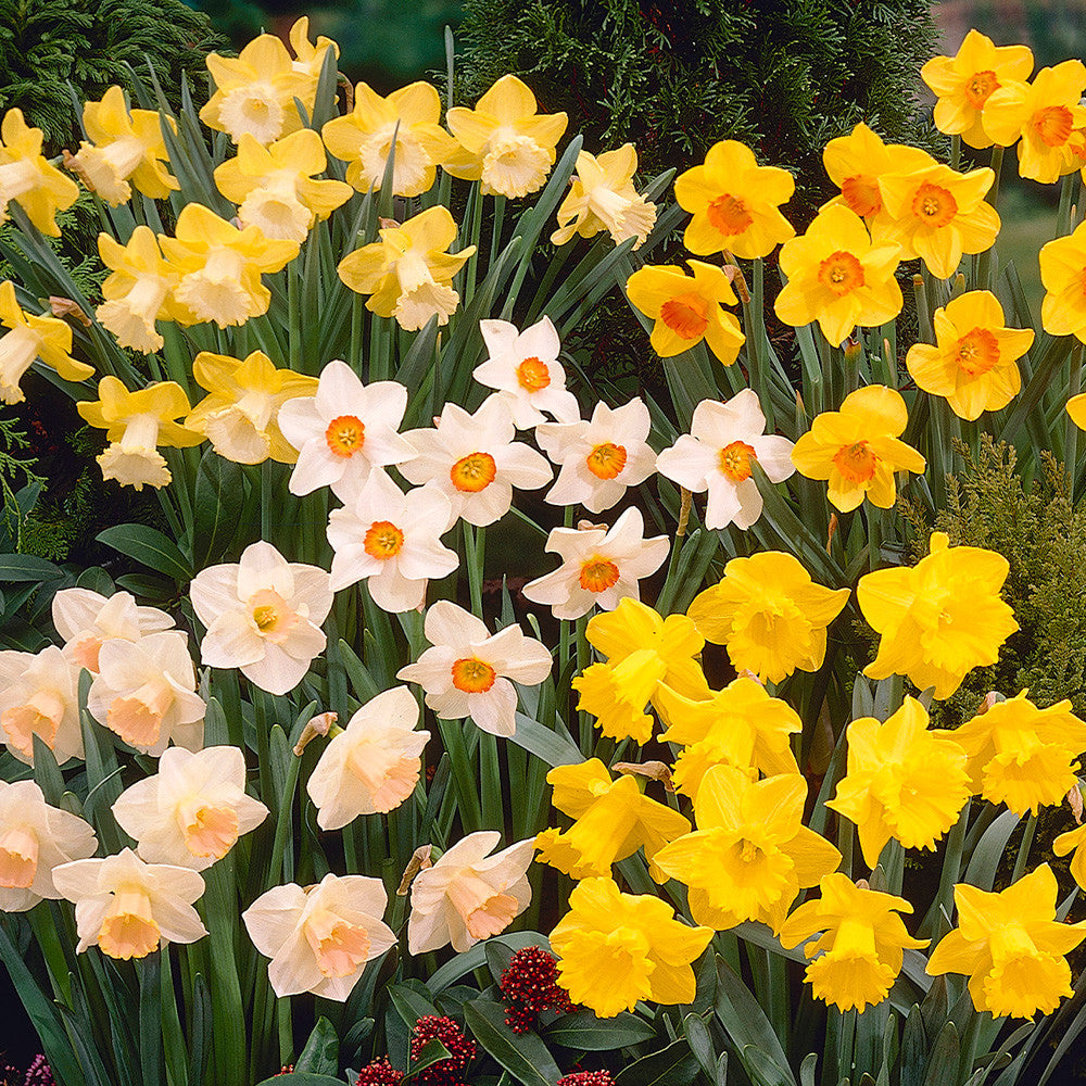 Mixed Colour Double Narcissus Flower Seeds for Planting Garden Favorite Heirloom & GMO Free Seeds for Home Garden
 
 Sale