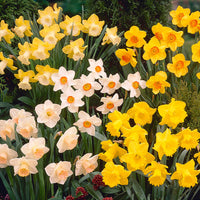 Mixed Colour Double Narcissus Flower Seeds for Planting Garden Favorite Heirloom & GMO Free Seeds for Home Garden
 
 Sale