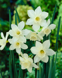 Cream Narcissus Flower seeds for Planting - Sun Loving, Heirloom & GMO Free Seeds for Home Garden