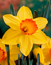 Yellow Red Daffodil Seeds for Planting  Bright Perennial Flowers