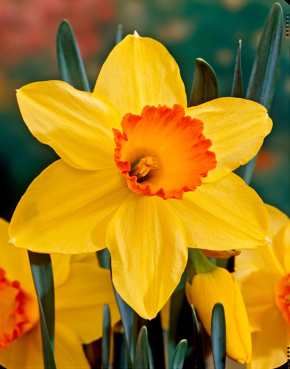 Orange Narcissus Flower Seeds for Planting Colorful Display Heirloom & GMO Free Seeds for Home Garden  Sale