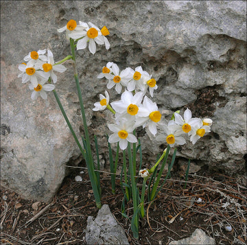 Narcissus Tazetta Flower seeds for Planting Wildflower Mix Heirloom & GMO Free Seeds for Home Garden