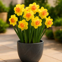 Light Yellow Red Narcissus Flower Seeds for Planting Pollinator Friendly Heirloom & GMO Free Seeds for Home Garden
 
 Sale