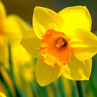 Narcissus Flower seeds for Planting Wildflower Mix Heirloom & GMO Free Seeds for Home Garden