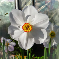 Narcissus Flower seeds for Planting - Cut Flower Favorite, Heirloom & GMO Free Seeds for Home Garden