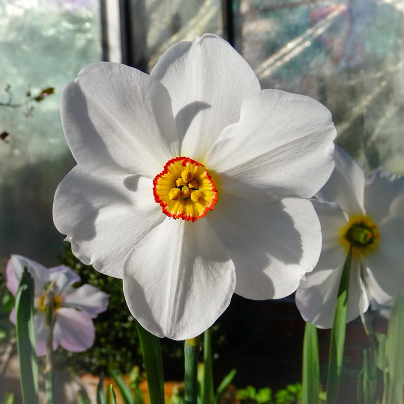 Narcissus Flower seeds for Planting - Cut Flower Favorite, Heirloom & GMO Free Seeds for Home Garden
