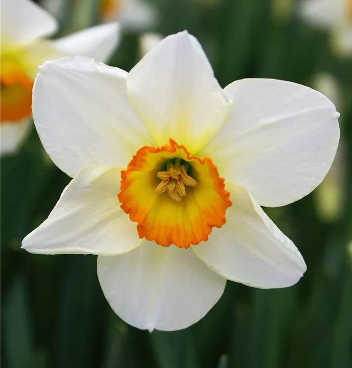 Narzissen Flower seeds for Planting - Cut Flower Favorite, Heirloom & GMO Free Seeds for Home Garden