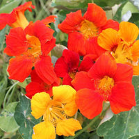 Red Yellow Nasturtium Flower seeds for Planting Fragrant Blossoms Heirloom & GMO Free Seeds for Home Garden
