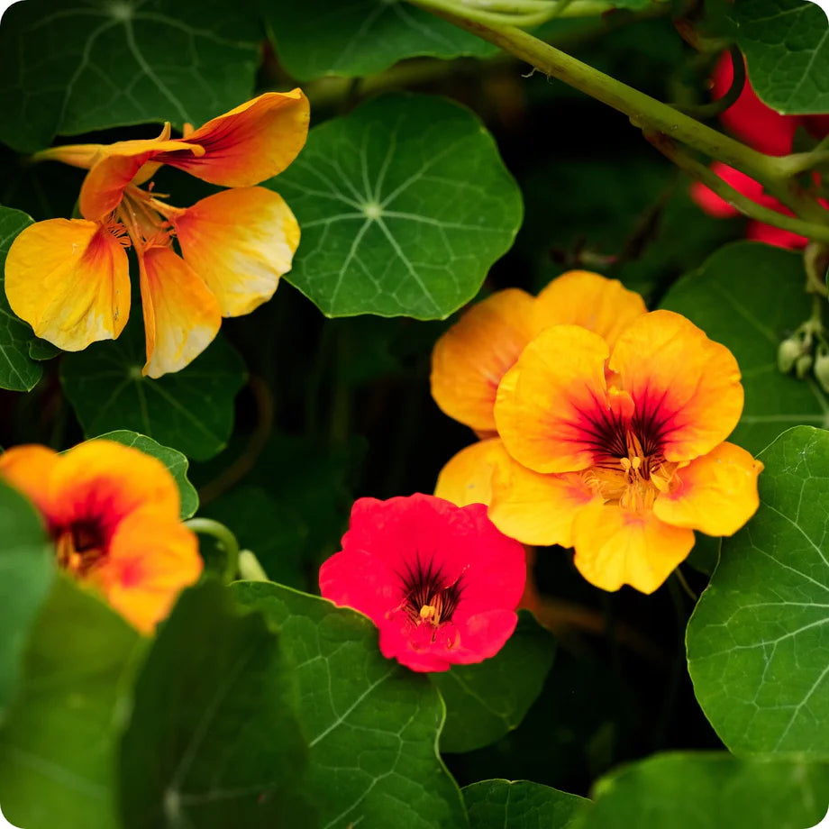 Mixed Tropaeolum Majus Flower Seeds for Planting – Low Maintenance Heirloom & NonGMO Seeds for Home Garden
 
 Sale