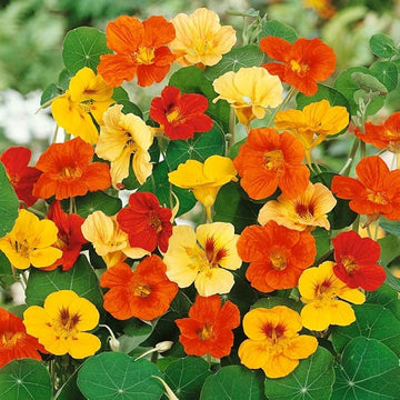 Nasturtium flower seeds for planting