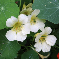 White Nasturtium Flower seeds for Planting Vibrant Colors Heirloom & GMO Free Seeds for Home Garden 
 
 Sale