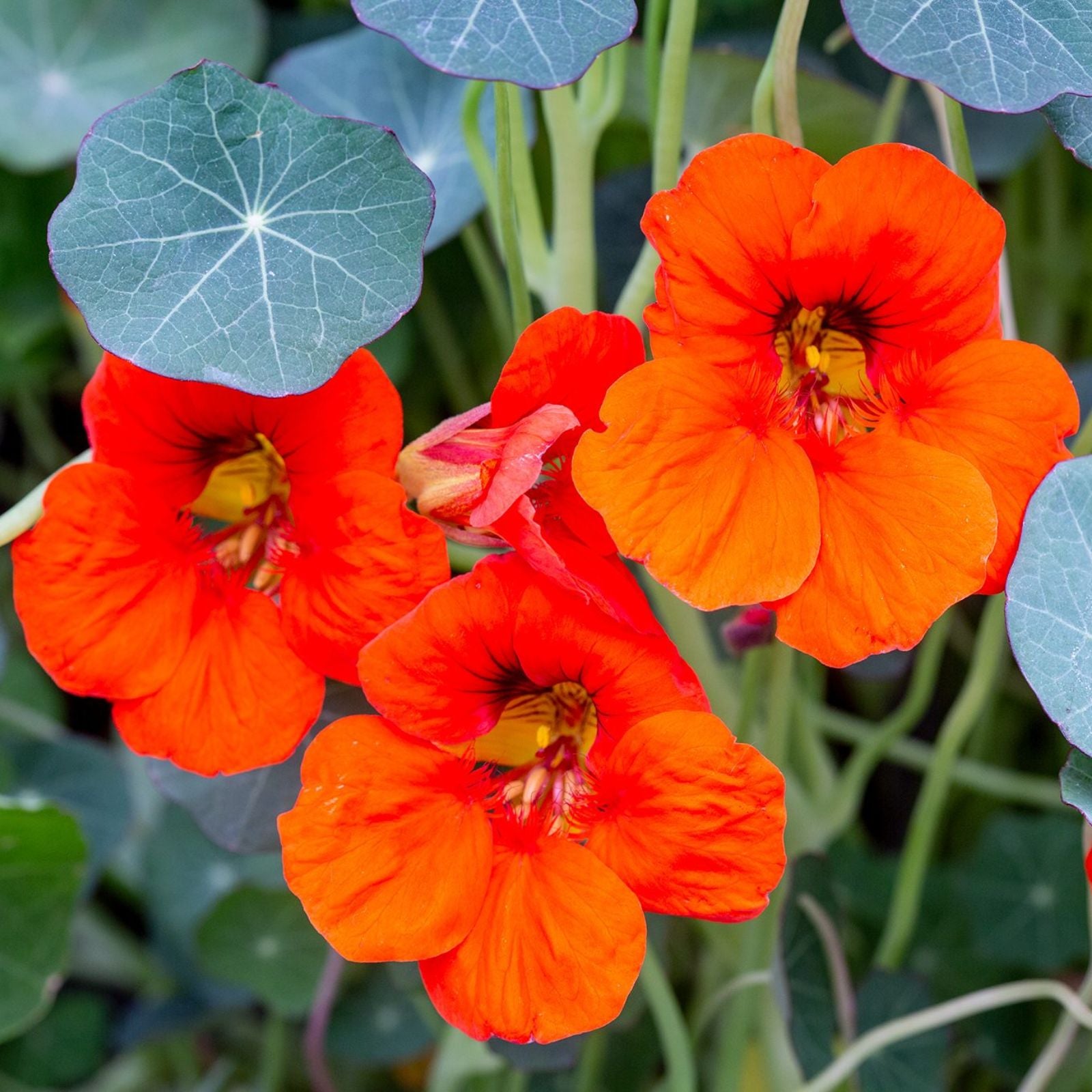 Dark Orange Nasturtium Flower seeds for Planting Bright Blooms Heirloom & GMO Free Seeds for Home Garden