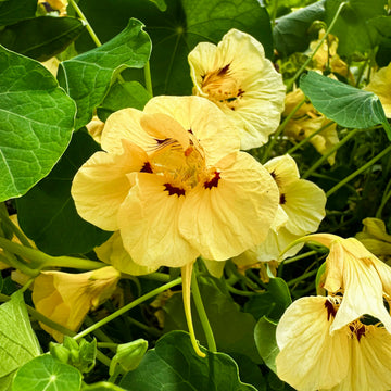 Light Peach Nasturtium Flower Seeds for Garden Fragrant Blossoms Heirloom & GMO Free Seeds for Home Garden
 
 Sale