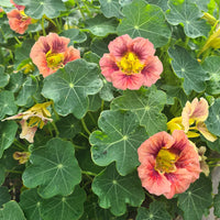 Burgundy Nasturtium Flower Seeds for Planting Sun Loving Heirloom & GMO Free Seeds for Home Garden
 
 Sale