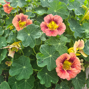 Burgundy Nasturtium Flower Seeds for Planting Sun Loving Heirloom & GMO Free Seeds for Home Garden
 
 Sale